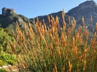 Elegia persistens 