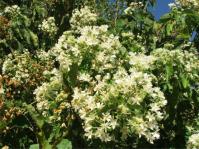 Dombeya kirkii