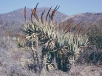 Aloe castanea