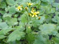 Senecio voigtii 