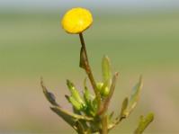 Cotula coronopifolia 