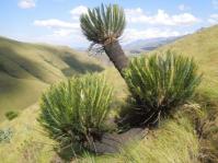 Encephalartos ghellinckii 