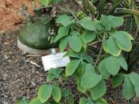 Adenia glauca 