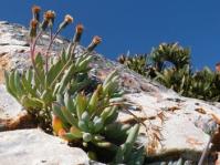 Curio repens
