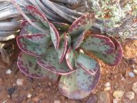 Adromischus triflorus