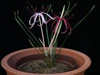 Ammocharis baumii as a container subject. (Photo Graham Duncan)