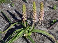 Lachenalia lutzeyeri in habitat. (Photo Vera Frith)