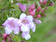 Graderia scabra