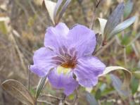 Petalidium oblongifolium