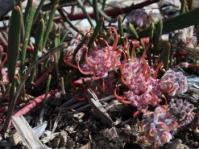 Leucospermum harpagonatum 