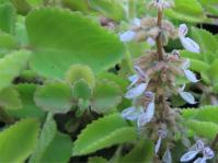 Coleus amboinicus 