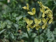Pelargonium gibbosum 