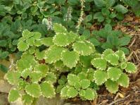 Coleus hadiensis 'Penge' (Photo Alice Notten)
