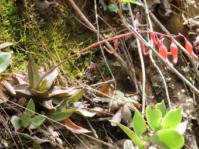Gasteria camillae