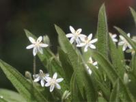 Hypoxis membranacea 