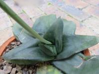 Gasteria visseri 