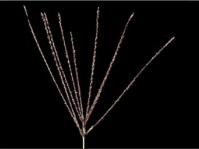 Digitaria eriantha 