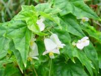 Begonia homonyma 