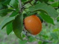 Ximenia americana var. microphylla 