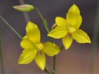 Cyanella lutea subsp. lutea 