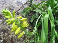 Albuca heydenrychii 