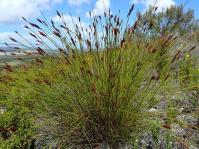 Staberoha cernua, female plant. (Photo Felix Riegel)