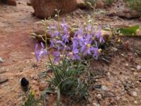 Cyanella hyacinthoides