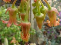 Cotyledon tanquana