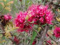 Schotia capitata 
