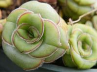 Crassula cremnophila 