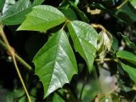 Rhoicissus rhomboidea