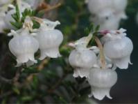 Erica tragulifera 