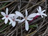 Apodolirion amyanum 