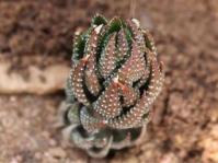 Haworthiopsis reinwardtii