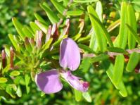 Polygala gazensis 