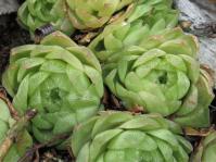 Haworthia cymbiformis 