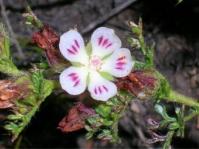 Anisodontea dissecta 
