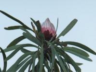 Protea curvata 