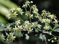 Putterlickia pyracantha 