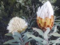 Protea inopina, flowerheads fully open and starting to open. 