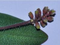 Ledebouria loskopica