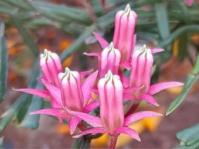 Microloma sagittatum 