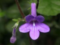 Streptocarpus molweniensis 