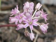 Ledebouria leptophylla 