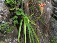 Aloe condyae 