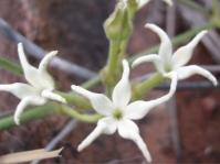 Orthanthera jasminiflora 