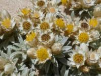 Achyranthemum sordescens