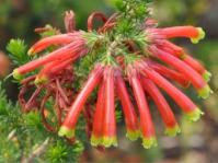 Erica unicolor subsp. georgensis