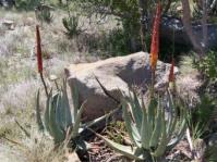 Aloe gerstneri