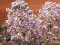 Ledebouria atrobrunnea